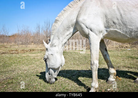 Un vecchio cavallo bianco sfiora in un prato in primavera. Foto Stock