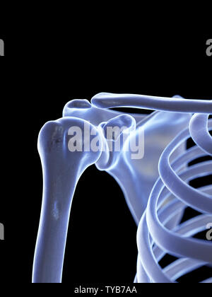 3D Rendering accurato dal punto di vista medico illustrazione dell'articolazione della spalla Foto Stock