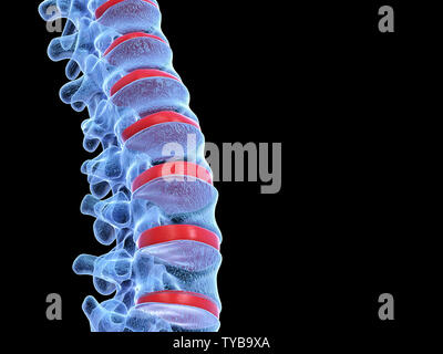 3D Rendering accurato dal punto di vista medico illustrazione della colonna vertebrale umana Foto Stock