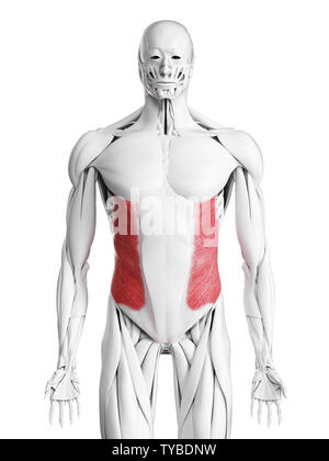 3D Rendering accurato dal punto di vista medico illustrazione del muscolo obliquo esterno Foto Stock