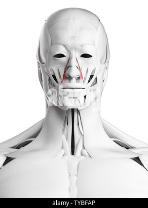 3D Rendering accurato dal punto di vista medico illustrazione del levator labii superioris alaeque nasi Foto Stock