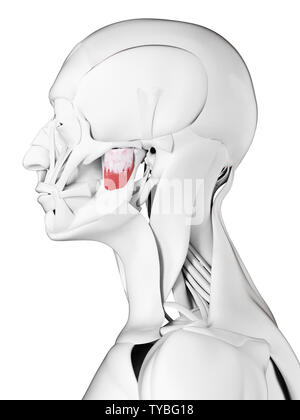 3D Rendering accurato dal punto di vista medico illustrazione dei masseteri profonda Foto Stock