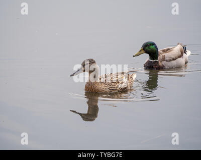 Una coppia di germani reali (Anas platyrhynchos) a Londra il Richmond Park. Foto Stock