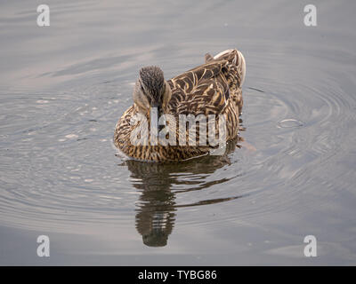 Una gallina il germano reale (Anas platyrhynchos) a Londra il parco di Richmond, Regno Unito. Foto Stock