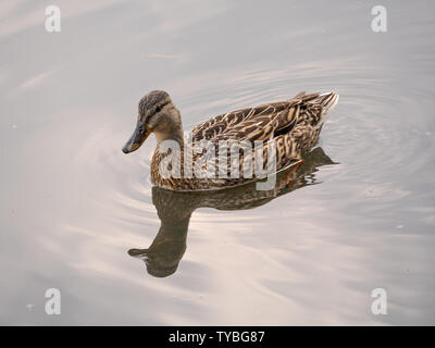 Una gallina il germano reale (Anas platyrhynchos) a Londra il parco di Richmond, Regno Unito. Foto Stock