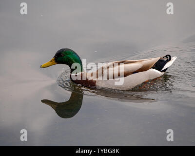 Un germano reale Drake (Anas platyrhynchos) a Londra il Richmond Park. Foto Stock