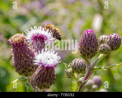 Un'ape impollinare a Thistle di Blackheath nel Royal Borough of Greenwich, London, Regno Unito Foto Stock