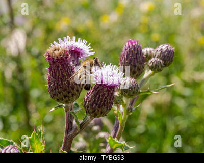 Un'ape impollinare a Thistle di Blackheath nel Royal Borough of Greenwich, London, Regno Unito Foto Stock