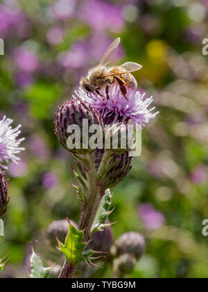 Un'ape impollinare a Thistle di Blackheath nel Royal Borough of Greenwich, London, Regno Unito Foto Stock