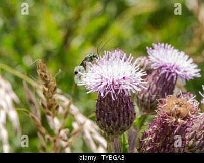 Un maschio di spessore zampe impollinare Beetle a Thistle di Blackheath nel Royal Borough of Greenwich, London, Regno Unito Foto Stock