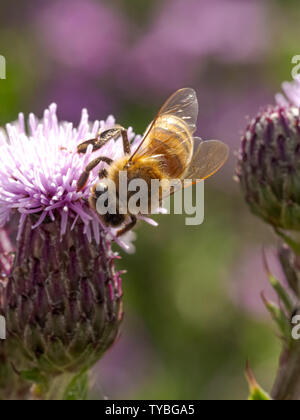 Un'ape impollinare a Thistle di Blackheath nel Royal Borough of Greenwich, London, Regno Unito Foto Stock