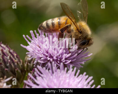 Un'ape impollinare a Thistle di Blackheath nel Royal Borough of Greenwich, London, Regno Unito Foto Stock