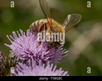 Un'ape impollinare a Thistle di Blackheath nel Royal Borough of Greenwich, London, Regno Unito Foto Stock
