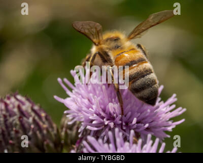 Un'ape impollinare a Thistle di Blackheath nel Royal Borough of Greenwich, London, Regno Unito Foto Stock