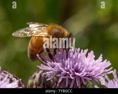 Un'ape impollinare a Thistle di Blackheath nel Royal Borough of Greenwich, London, Regno Unito Foto Stock