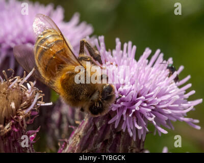 Un'ape impollinare a Thistle di Blackheath nel Royal Borough of Greenwich, London, Regno Unito Foto Stock