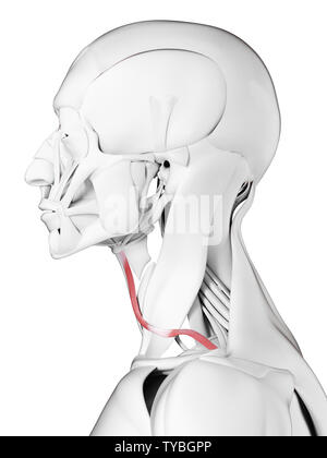 3D Rendering accurato dal punto di vista medico illustrazione del omohyoid Foto Stock