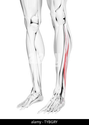 3D Rendering accurato dal punto di vista medico illustrazione del peroneus longus Foto Stock