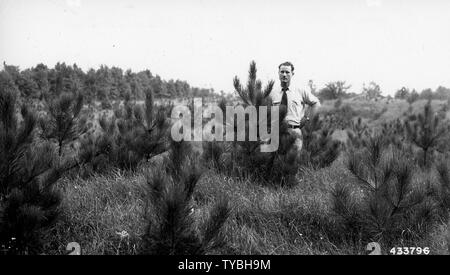 Fotografia di Blackwell P-9 piantato in solchi profondi su un vecchio campo; la portata e il contenuto: didascalia originale: Blackwell P-9 piantato in solchi profondi su un vecchio campo, primavera 1940 utilizzando 2-0 di pino rosso stock. Foto scattata autunno 1944. Foto Stock