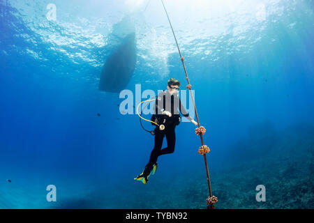 Un subacqueo (MR) si sposta fino alla linea di ormeggio per iniziare la sua ascesa a 15 piedini per una sosta di decompressione prima di rifinitura, Hawaii. Foto Stock