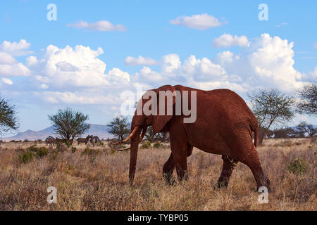 Una vista di un elefante a piedi con zanne e il tronco. Erba secca su safari Africano con alberi e la mandria di zebre in background, sotto drammatico blue sky wi Foto Stock