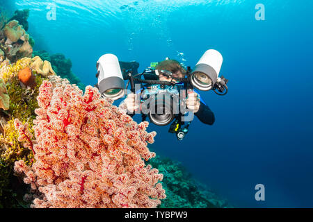 Un fotografo (MR) linee con una reflex in un alloggiamento con un obiettivo macro per sparare soft coral dettaglio, Indonesia. Foto Stock