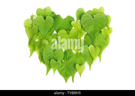 Molti a forma di cuore sotto forma di foglie a forma di cuore. Foto Stock