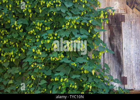 Macchie di verde il luppolo su una vecchia recinzione di legno Foto Stock