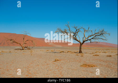 La terra arida in Deadvlei salina circondato da imponenti dune di sabbia rossa. Namib-Naukluft National Park, Namibia. Foto Stock