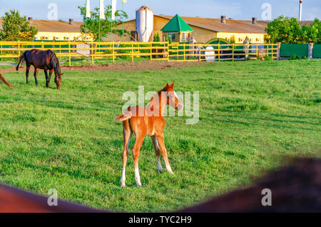 Piccolo puledro di colore rosso viene eseguito sull'erba verde nella penna. Foto Stock