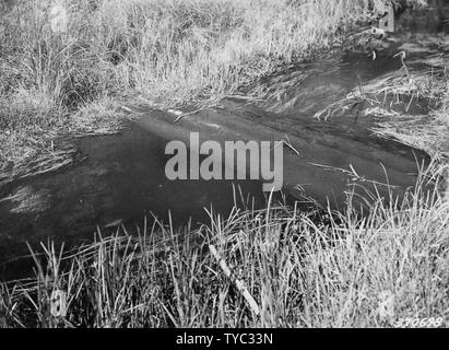 Fotografia del registro di scavo la copertura; la portata e il contenuto: didascalia originale: Dig log coperchio (l'uso di registri di 4 anziché 1) -- risultati in un buco profondo e il coperchio per la pesca alla trota. Foto Stock