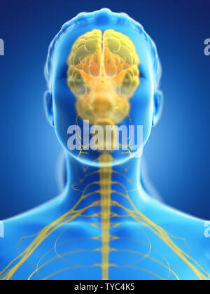 3D Rendering accurato dal punto di vista medico illustrazione di un cervello di donna Foto Stock