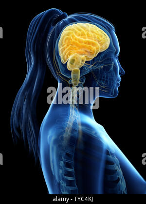 3D Rendering accurato dal punto di vista medico illustrazione di un cervello di donna Foto Stock