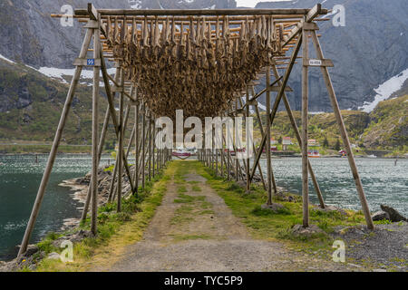 Corpi Cod essiccazione su un rack di legno al di fuori, nella preparazione dello stoccafisso un tradizionale metodo di conservazione del pesce, Isole Lofoten in Norvegia Foto Stock