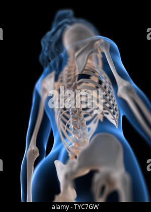 3D Rendering accurato dal punto di vista medico illustrazione di una colonna vertebrale womans Foto Stock