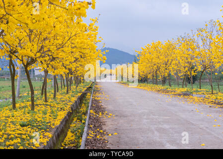 Huanghua Feng Suzuki nel nucleo Wengyuan Area di Wengyuan agricolo moderno parco industriale e agricola Guangdong-Taiwan Test Zone Foto Stock