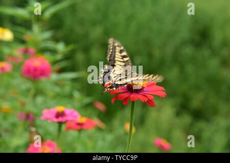 Crisantemo butterfly Foto Stock