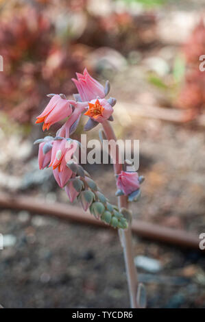 Echeveria Encantada è un impressionante succulenta fino a 8 pollici (20 cm), che la forma di rosette carnose, lanceolata foglie con un pupazzo di neve, bianco Foto Stock