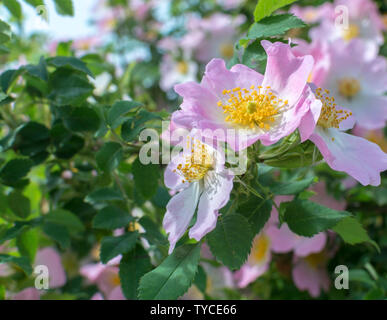 Boccola di rosa canina con fiori. Dolce rosa canina. Fiori di rosa canina in fiore Foto Stock