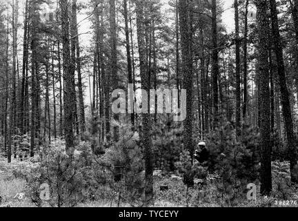 Fotografia di Pino Jack ciclo di gestione; la portata e il contenuto: didascalia originale: Jack pino ciclo di gestione. Il parsimonioso proprietario taglia bassa qualità di alberi per il combustibile e per pulpwood; egli si riserva il pulito, alberi dritti per le palancole, miniera di legname, e Tronchi per sega. Da ripetuti tagli di luce, una grande parte degli alberi può essere realizzato per produrre questi m. Foto Stock