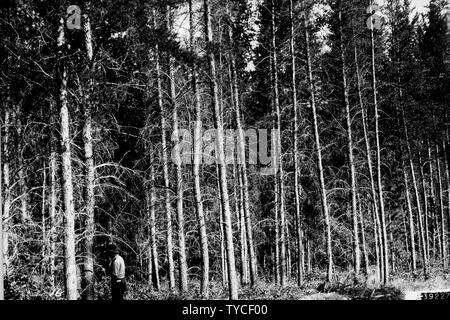 Fotografia di Pino Jack ciclo di gestione; la portata e il contenuto: didascalia originale: Jack pino ciclo di gestione. A 40 anni di età pulpwood possono essere rimossi, ma solo storta, limby alberi dovrebbero essere tagliati. Foto Stock