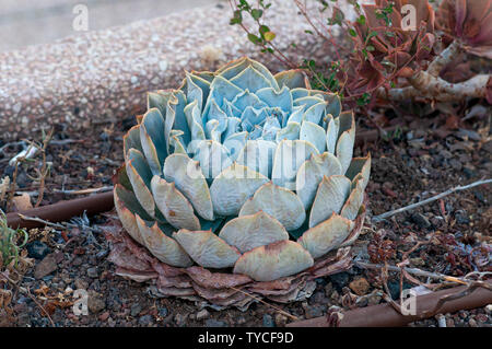 Echeveria Encantada è un impressionante succulenta fino a 8 pollici (20 cm), che la forma di rosette carnose, lanceolata foglie con un pupazzo di neve, bianco Foto Stock