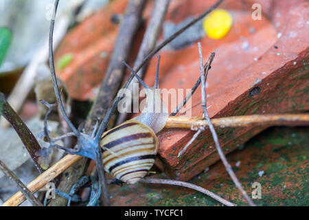 Bianco-lumaca a labbro Cepaea nemoralis è molto leggermente più piccola della lumaca grove Foto Stock