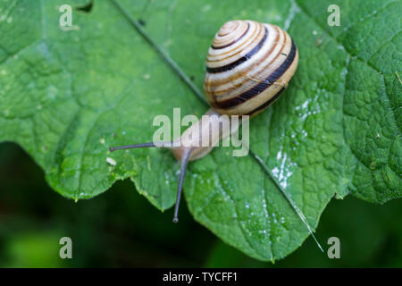 Bianco-lumaca a labbro Cepaea nemoralis è molto leggermente più piccola della lumaca grove Foto Stock