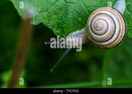 Bianco-lumaca a labbro Cepaea nemoralis è molto leggermente più piccola della lumaca grove Foto Stock