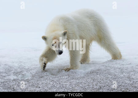 Yearling polar bear cub (Ursus maritimus) camminando sul crinale del ghiacciaio, Bjoernsundet, Hinlopen Strait, isola Spitsbergen, arcipelago delle Svalbard, Norvegia Foto Stock