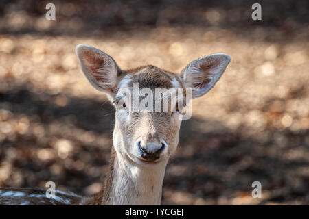 Daini a Richmond Metro Zoo, Mosely, VA - Circa 2012. Foto Stock