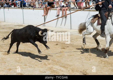 Tori selvaggi in esecuzione e guidato da cavalieri in strade, feste locali fare Barrete Verde e das Salinas, Alcochete, Provincia di Setubal, Portogallo Foto Stock