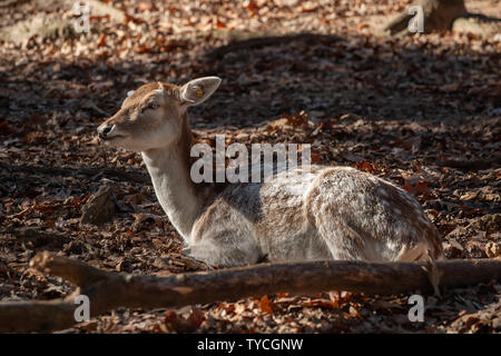 Daini a Richmond Metro Zoo, Mosely, VA - Circa 2012. Foto Stock