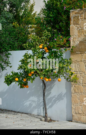 Orangenbaum, Zypern Foto Stock